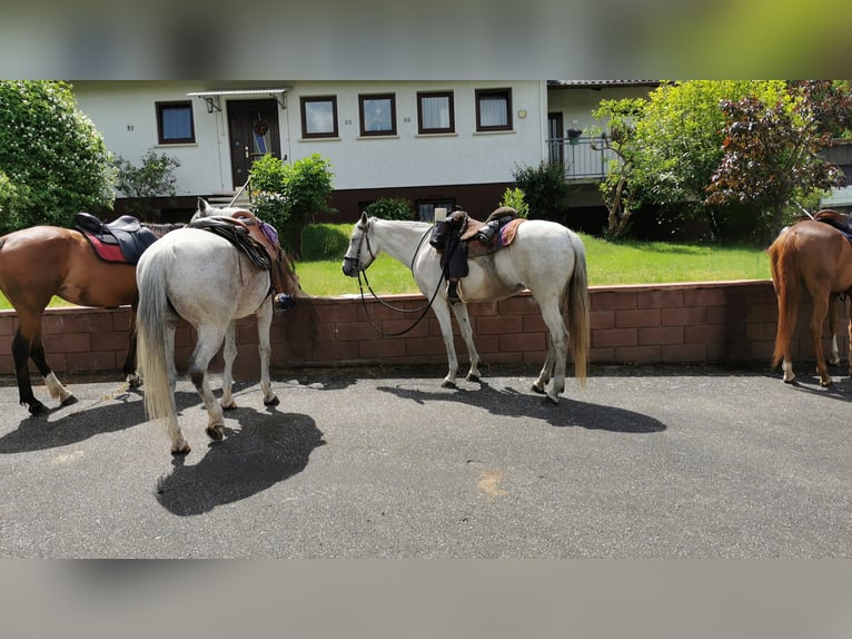 Other Thoroughbred Breeds Mare 18 years 15,1 hh Gray-Dapple in Weidenthal