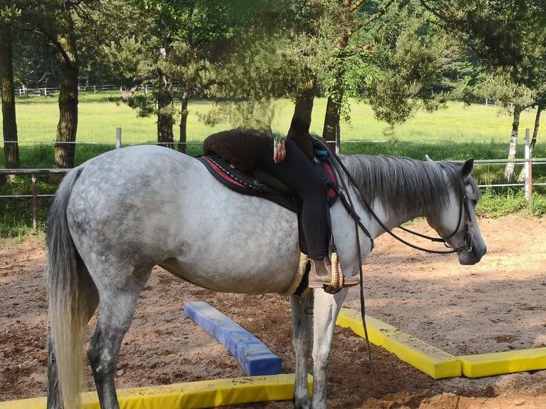 Other Thoroughbred Breeds Mare 18 years 15,1 hh Gray-Dapple in Weidenthal