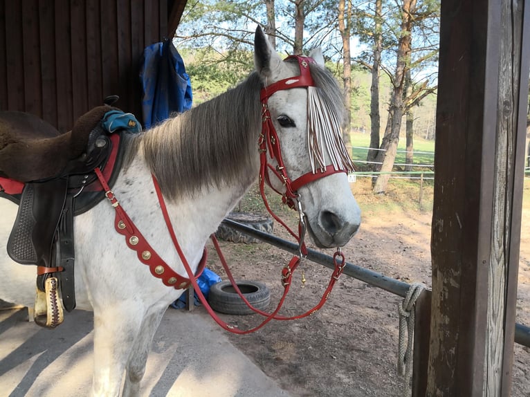 Other Thoroughbred Breeds Mare 18 years 15,1 hh Gray-Dapple in Weidenthal