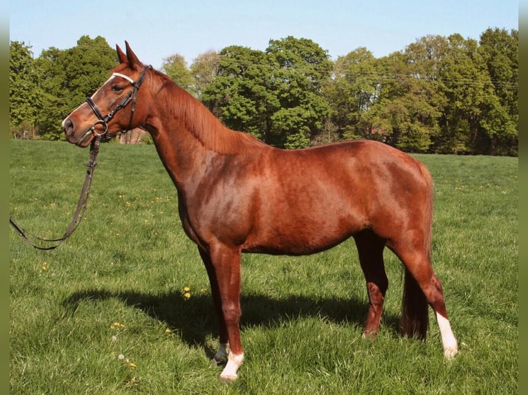 Other Thoroughbred Breeds Mare 19 years 14,2 hh Chestnut in Hamminkeln