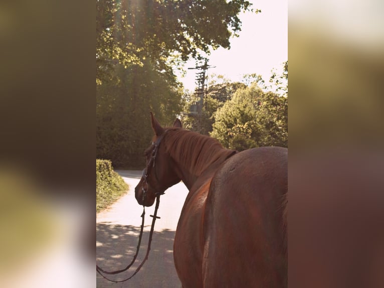 Other Thoroughbred Breeds Mare 19 years 14,2 hh Chestnut in Hamminkeln