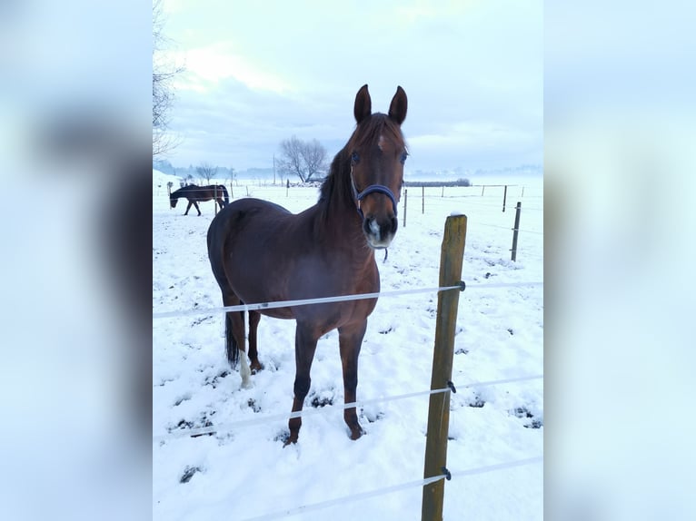 Other Thoroughbred Breeds Mix Mare 19 years Chestnut-Red in Lebring