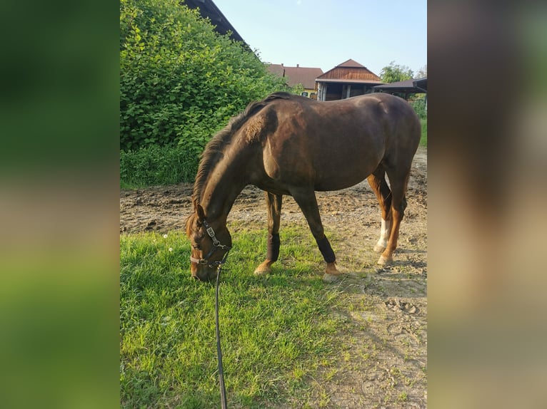 Other Thoroughbred Breeds Mix Mare 19 years Chestnut-Red in Lebring