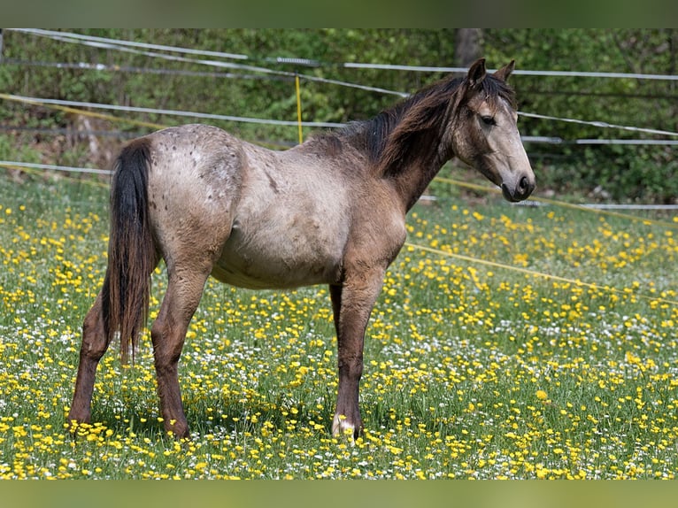 Other Thoroughbred Breeds Mare 1 year 14.2 hh Buckskin in Stüsslingen