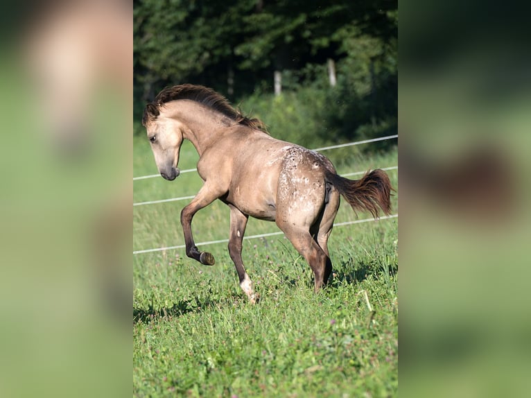 Other Thoroughbred Breeds Mare 1 year 14.2 hh Buckskin in Stüsslingen
