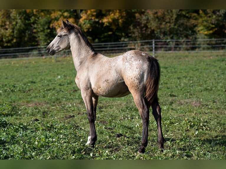 Other Thoroughbred Breeds Mix Mare 1 year 14.2 hh Buckskin in Stüsslingen