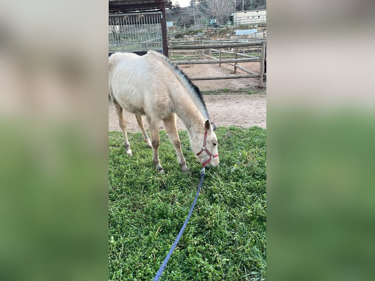 Other Thoroughbred Breeds Mare 1 year 15,2 hh Dun in Suria