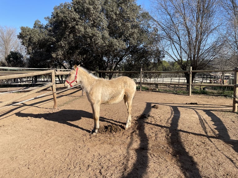 Other Thoroughbred Breeds Mare 1 year 15,2 hh Dun in Suria