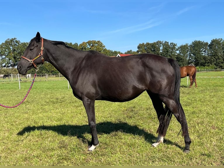 Other Thoroughbred Breeds Mare 1 year 16 hh Palomino in Lingen