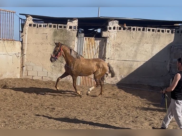Other Thoroughbred Breeds Mix Mare 2 years 15.2 hh Champagne in Parque Industrial De Elche (Poligono Industrial)