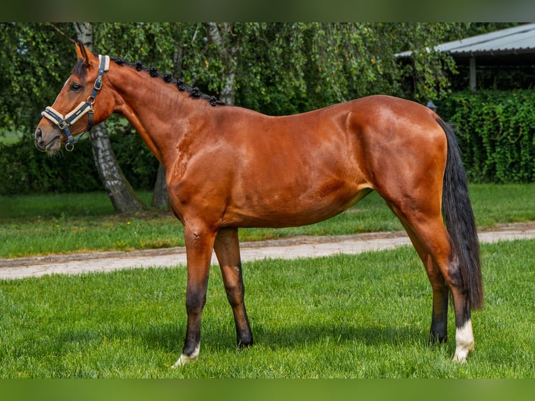 Other Thoroughbred Breeds Mare 2 years 16 hh Bay in Stryków Other Thoroughbred Breeds Mare 2 years 16 hh Bay in Stryków
