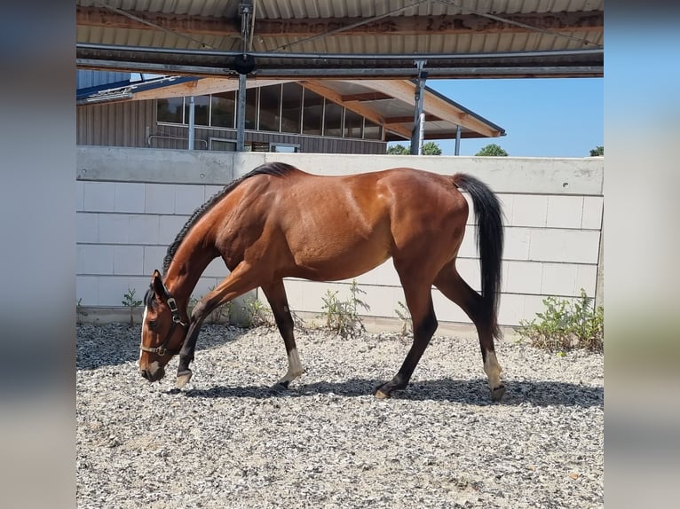 Other Thoroughbred Breeds Mare 3 years 14,2 hh Brown in Neupotz