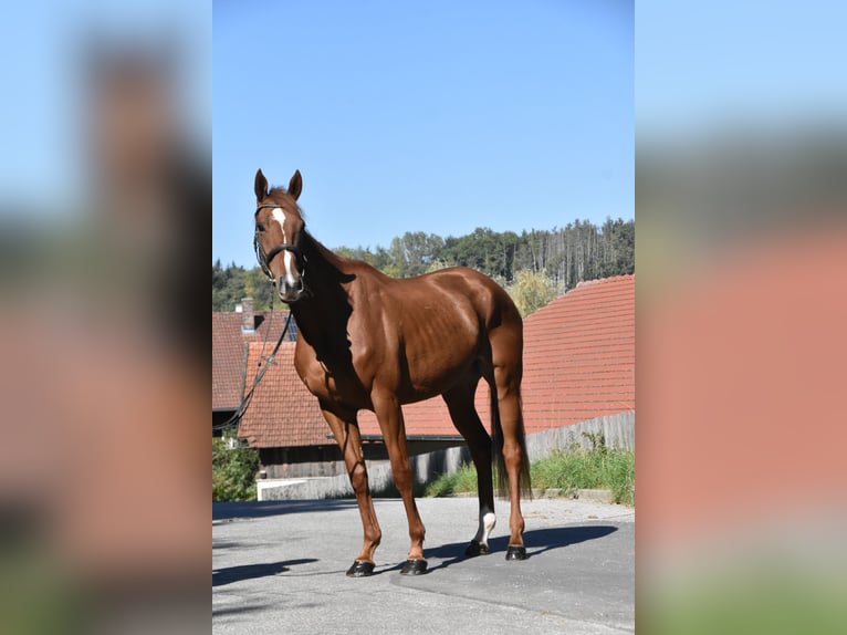 Other Thoroughbred Breeds Mare 3 years 15.2 hh Chestnut-Red in Arnstorf