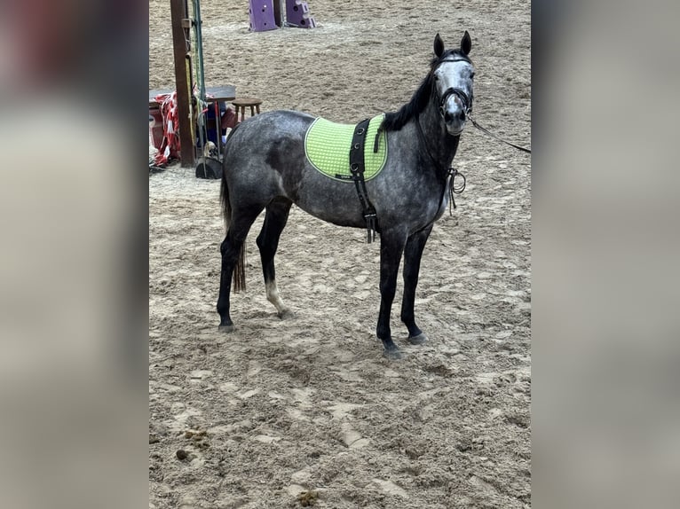 Other Thoroughbred Breeds Mare 3 years 15,2 hh Grey-Blue-Tan in Wegeleben