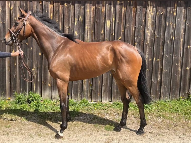 Other Thoroughbred Breeds Mare 3 years 16 hh Brown in Clermont-Ferrand