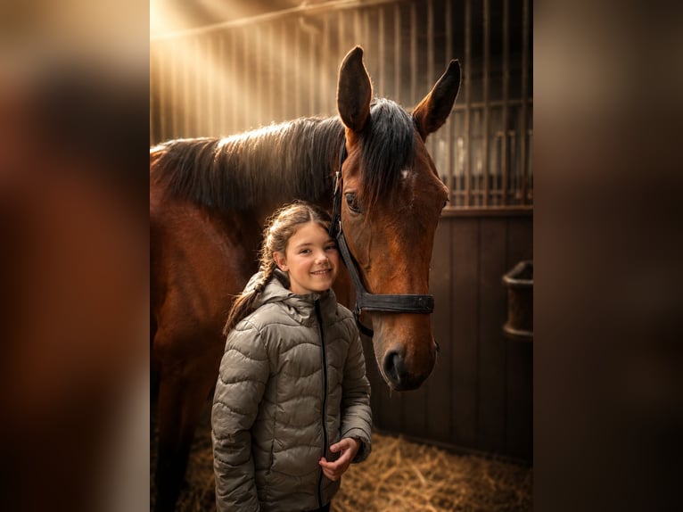 Other Thoroughbred Breeds Mare 4 years 15.2 hh Brown in Schmelz