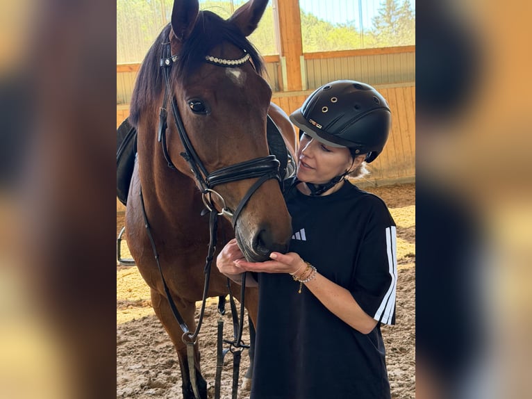 Other Thoroughbred Breeds Mare 4 years 15.2 hh Brown in Schmelz