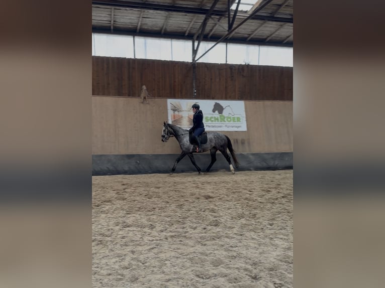Other Thoroughbred Breeds Mare 4 years 15.2 hh Grey-Blue-Tan in Wegeleben
