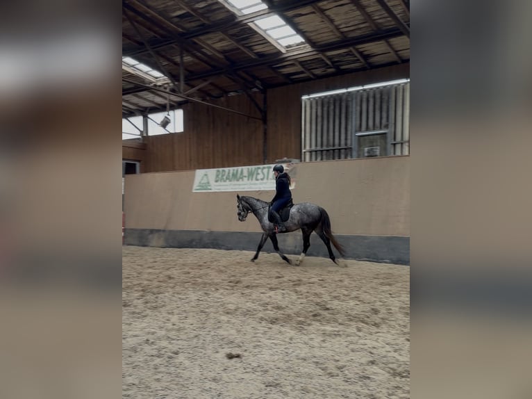 Other Thoroughbred Breeds Mare 4 years 15.2 hh Grey-Blue-Tan in Wegeleben