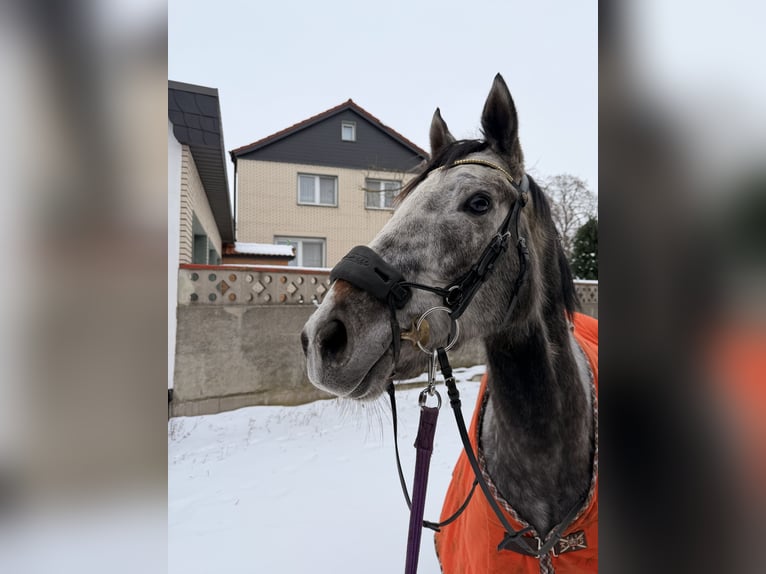 Other Thoroughbred Breeds Mare 4 years 15,2 hh Grey-Blue-Tan in Wegeleben
