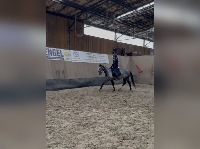 Other Thoroughbred Breeds Mare 4 years 15,2 hh Grey-Blue-Tan in Wegeleben