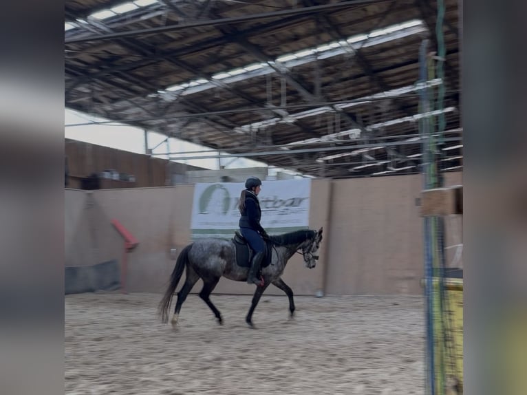 Other Thoroughbred Breeds Mare 4 years 15,2 hh Grey-Blue-Tan in Wegeleben