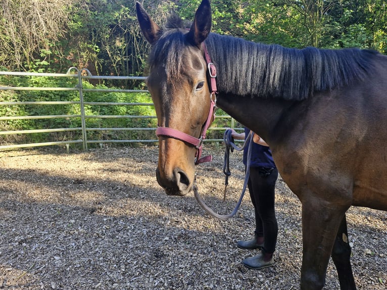 Other Thoroughbred Breeds Mare 4 years 16 hh Brown in Sulingen