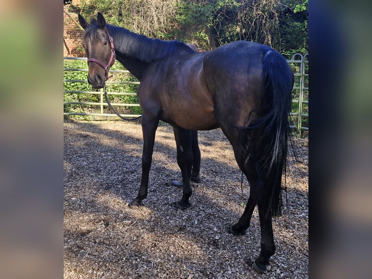Other Thoroughbred Breeds Mare 4 years 16 hh Brown in Sulingen