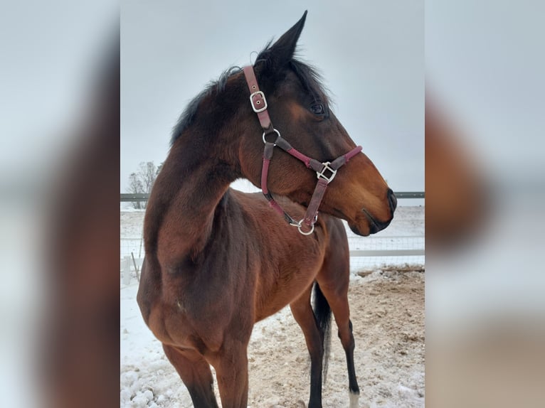 Other Thoroughbred Breeds Mare 4 years 16 hh Brown in Naila