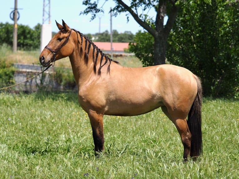 Other Thoroughbred Breeds Mare 4 years 16 hh Buckskin in NAVAS DEL MADRONO