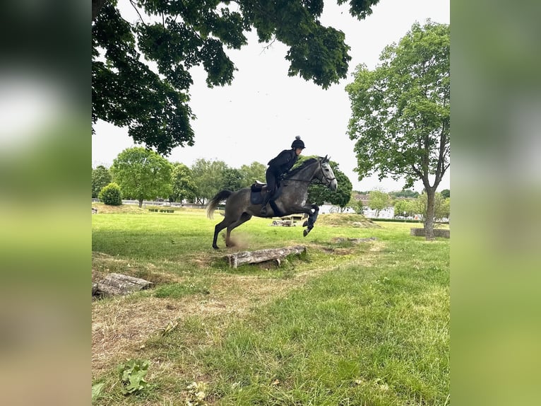 Other Thoroughbred Breeds Mare 4 years 16 hh Gray in Zweibr&#xFC;ckenZweibr&#xFC;cken