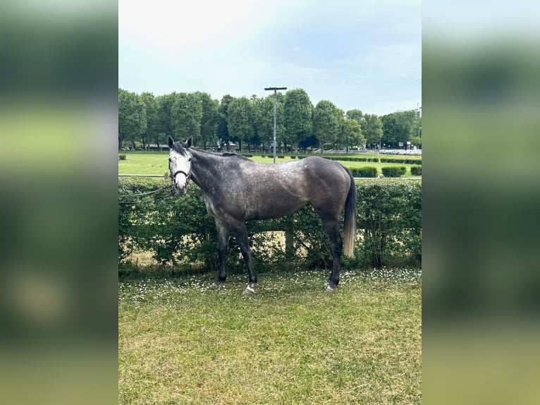 Other Thoroughbred Breeds Mare 4 years 16 hh Gray in Zweibr&#xFC;ckenZweibr&#xFC;cken