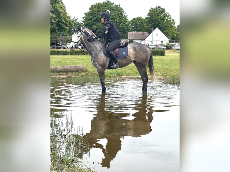 Other Thoroughbred Breeds Mare 4 years 16 hh Gray in Zweibr&#xFC;ckenZweibr&#xFC;cken
