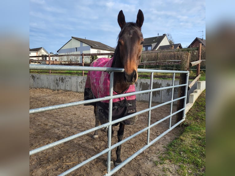 Other Thoroughbred Breeds Mare 5 years 14 hh Bay-Dark in Rommerskirchen
