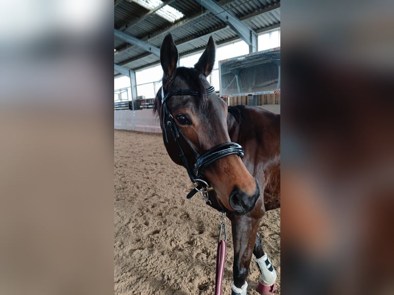 Other Thoroughbred Breeds Mare 5 years 14 hh Bay-Dark in Rommerskirchen