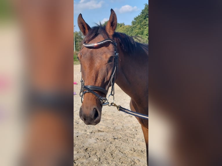 Other Thoroughbred Breeds Mare 5 years 15.2 hh Brown in Jever