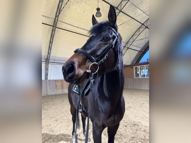 Other Thoroughbred Breeds Mare 5 years 15,3 hh Brown in Schwedt/OderSchwedt