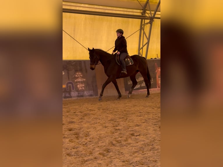 Other Thoroughbred Breeds Mare 5 years 15,3 hh Brown in Schwedt/OderSchwedt