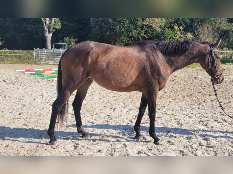 Other Thoroughbred Breeds Mare 5 years 15,2 hh Brown in Jever