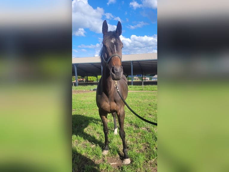 Other Thoroughbred Breeds Mare 5 years 16 hh Bay-Dark in Trivy