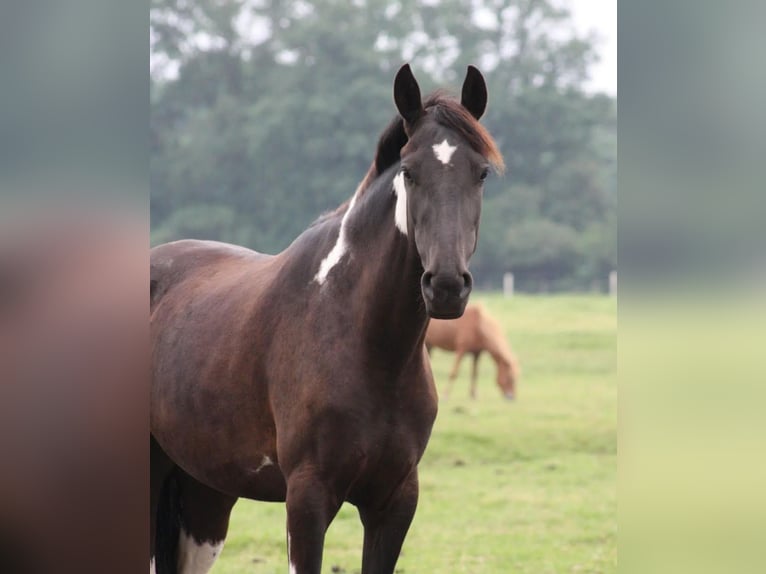 Other Thoroughbred Breeds Mare 6 years 15.1 hh Pinto in Solingen