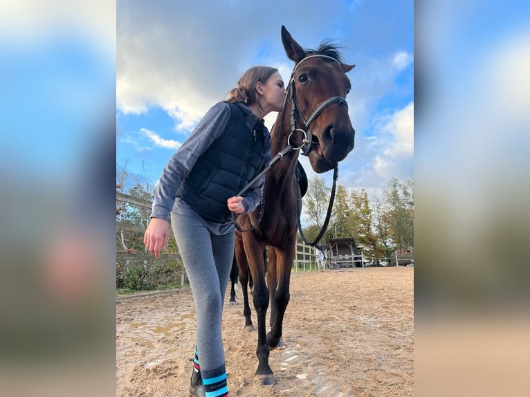 Other Thoroughbred Breeds Mare 6 years 15,2 hh Brown in Walsdorf