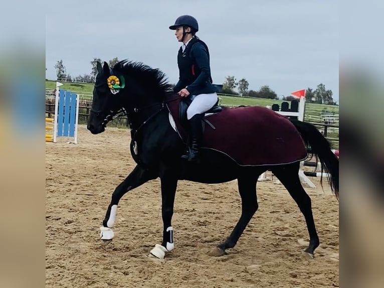 Other Thoroughbred Breeds Mare 6 years 15.3 hh Brown in Oebisfelde