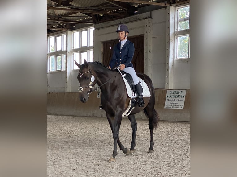 Other Thoroughbred Breeds Mare 6 years 15.3 hh Brown in Oebisfelde