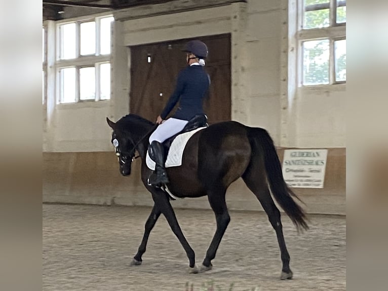 Other Thoroughbred Breeds Mare 6 years 15.3 hh Brown in Oebisfelde