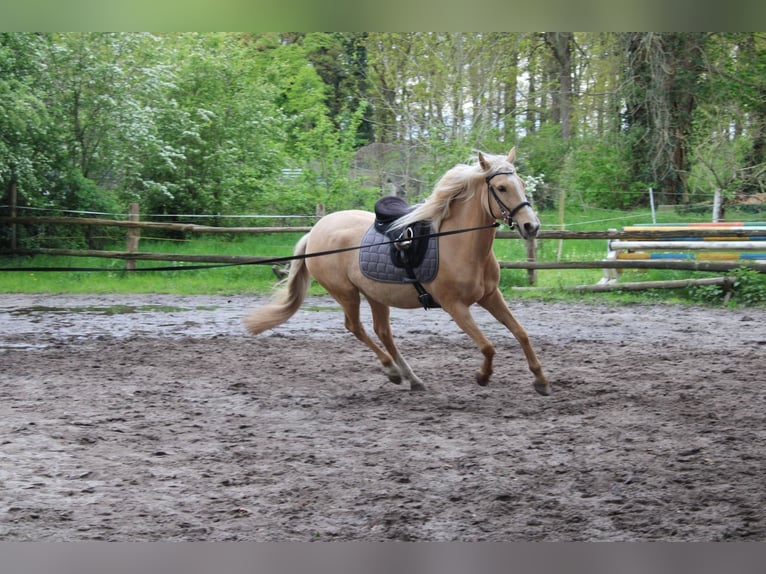 Other Thoroughbred Breeds Mix Mare 6 years 15 hh Palomino in Emtinghausen