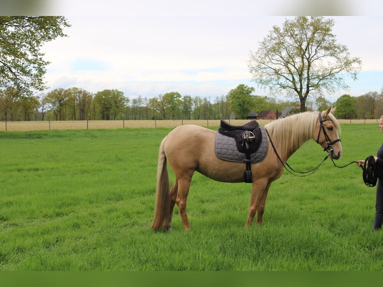 Other Thoroughbred Breeds Mix Mare 6 years 15 hh Palomino in Emtinghausen