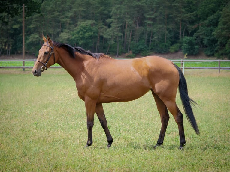 Other Thoroughbred Breeds Mare 6 years 15,2 hh Brown in Dohren