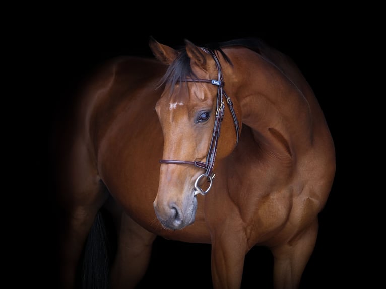 Other Thoroughbred Breeds Mare 6 years 15,2 hh Brown in Dohren