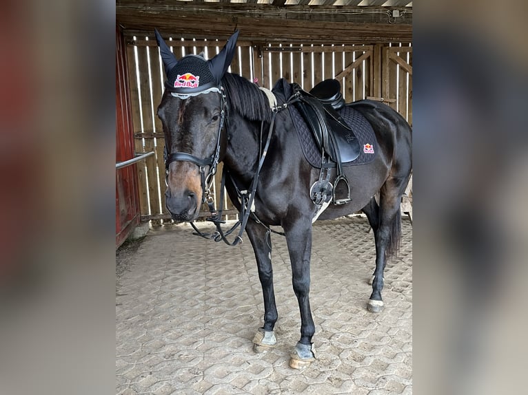 Other Thoroughbred Breeds Mare 6 years 15,3 hh Brown in Oebisfelde